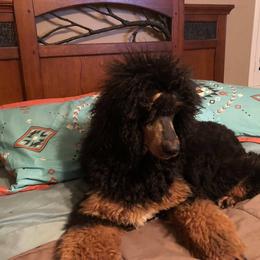 Katana - Poodle