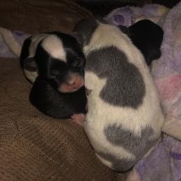 Girl 2 - Black and white female Chihuahua puppy in Amelia, Virginia from Pannell’s Precious Pups