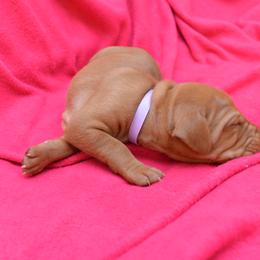 Vizsla Puppies from Summit Vizsla (we can deliver to you)