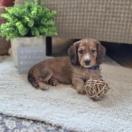 AKC Meet Duke :) - Dapple male Dachshund puppy in Centerville, Iowa from Barnyard Dachshunds, Dals & Doodles