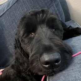 Charlie - Goldendoodle