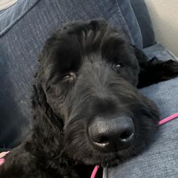 Charlie - Goldendoodle