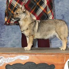 Sage - Swedish Vallhund