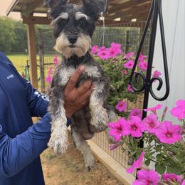 Millie - Miniature Schnauzer