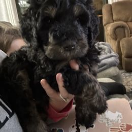 Orange - Tri-color male Bernedoodle puppy in Willow Grove, Pennsylvania from Forest Family Doodles
