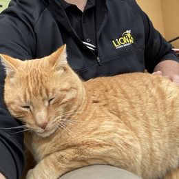 Aussiedoodle Puppies from Hearth&Hound Doodles