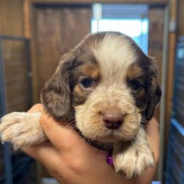 Girl 5 - Liver white and tan female English Springer Spaniel puppy in Fort Meade, Florida from Lake in the Hills Springers