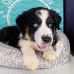 MOXXI BOY 7 - Black tri-color Australian Shepherd puppy in South Hill, Virginia from Silverside Aussies LLC