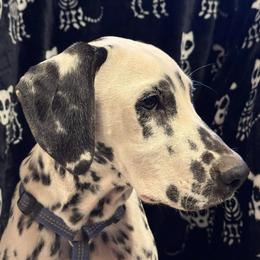 AKC LUA Loki - White and black male Dalmatian puppy in Las Vegas, Nevada from 101 Dew Dream Valley Dalmatians