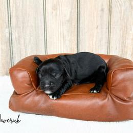 Maverick - Black male Australian Labradoodle puppy in Wamego, Kansas from Doodles of Oz