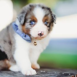 Rex - Blue merle male Australian Shepherd puppy in Austin, Texas from Sweetwater Australian Shepherds