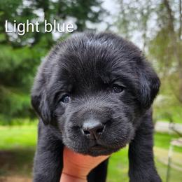 Light blue - Black male Labrador Retriever puppy in Mossyrock, Washington from White River Labradors
