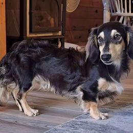 BO - AKC - Black and cream male Dachshund puppy in Albany, New York from Out in the BoonDachs