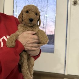 Purple - Poodle puppy from Plateau Family Poodles