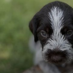 German Wirehaired Pointers from Rivière’s kennel