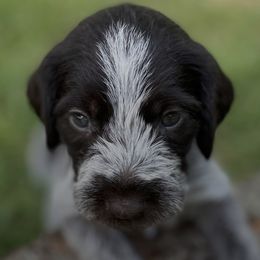 German Wirehaired Pointers from Rivière’s kennel