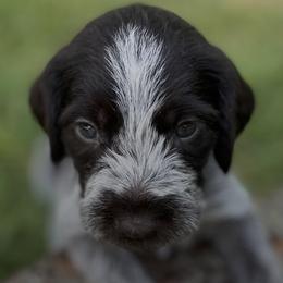 German Wirehaired Pointers from Rivière’s kennel