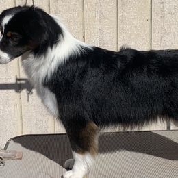 Australian Shepherds and Miniature American Shepherds from Shawnkara Australian Shepherds & Miniature American Shepherds