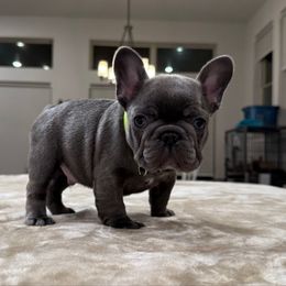 Compton  yellow collar boy - Blue male French Bulldog puppy in Willis, Texas from Grandiose Frenchies