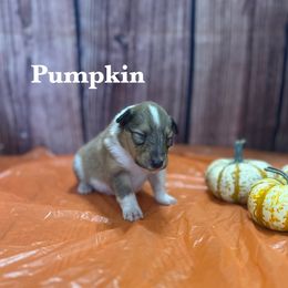 Girl 5 - female Collie puppy in Waterville, Iowa from Lisa’s Lassies
