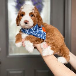 Bernedoodle and Cavapoo Puppies from Wonderful World Doodles