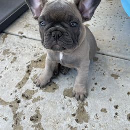 French Bulldog Puppies from Olvera Frenchies
