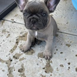 French Bulldog Puppies from Olvera Frenchies
