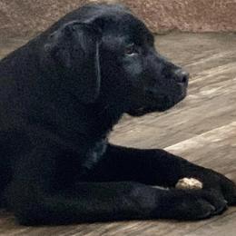 Labrador Retrievers from Thistle Hill Labradors