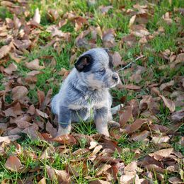 Cupid - Blue mottled female Australian Cattle Dog puppy in Buffalo Valley, Tennessee from Buffalo Valley Breeders