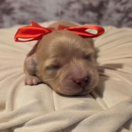 Female - Cream female Dachshund puppy in Romney, Indiana from Brown's Valley Dachshunds