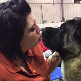 Akita All Grown Up from Firebrand Akitas