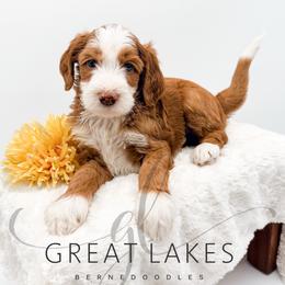 Wrangler - Yellow and white male Bernedoodle puppy in Baroda, Michigan from Great Lakes Bernedoodles