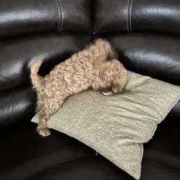 Boxer and Cavapoo Puppies from Acadian Kennels