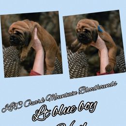 Boy 4 - Red male Bloodhound puppy in Stone Hill, Missouri from KRC Ozark Mountain Bloodhounds