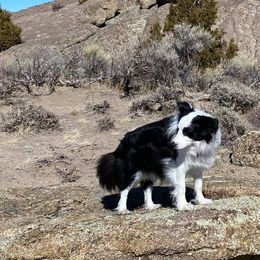 Border Collies from Eagle River Breeders