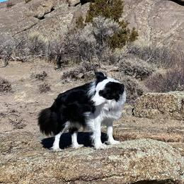 Border Collies from Eagle River Breeders
