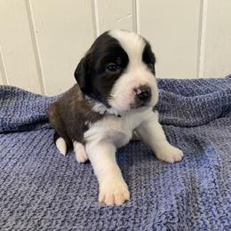 White collar male - Red and white male Saint Bernard puppy in Albany, Georgia from Magnolia Saint Bernards