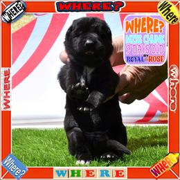 WHERE - Black female German Shepherd puppy in Murrieta, California from Diamond Oaks German Shepherds