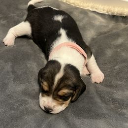 Beagle Puppies from Beagles at 4G Ranch