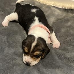 Beagle Puppies from Beagles at 4G Ranch