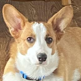 Pembroke Welsh Corgis from Triple C Corgis