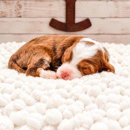 Jimmy - Chocolate merle male Bernedoodle puppy in Hudson, Indiana from TurkeyCreek-K9
