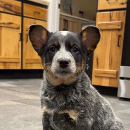 Runner - Blue mottled female Australian Cattle Dog puppy in Oberlin, Kansas from Hangin R Kennels