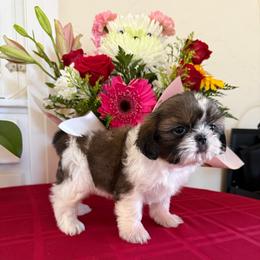 Rayna - AKC Champion Bloodline - Tricolor female Shih Tzu puppy in Long Beach, California from Prieto Shih-Tzu's