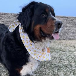 Rosie - Bernedoodle
