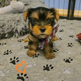 Yorkshire Terrier Puppies from Kathryn's Yorkies