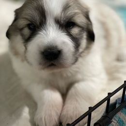 Queen (From Show Champion Parents) - White Great Pyrenees puppy in Cedar City, Utah from Forestwood Farms Great Pyrenees
