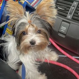 Yorkshire Terrier All Grown Up from Tinypartiyorkies