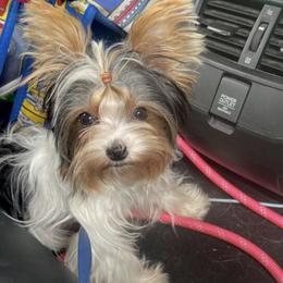Yorkshire Terrier All Grown Up from Tinypartiyorkies