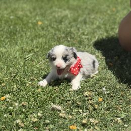 Girl 1 - Black and tan female Corgipoo puppy in Junction, Utah from Sugar Doodles